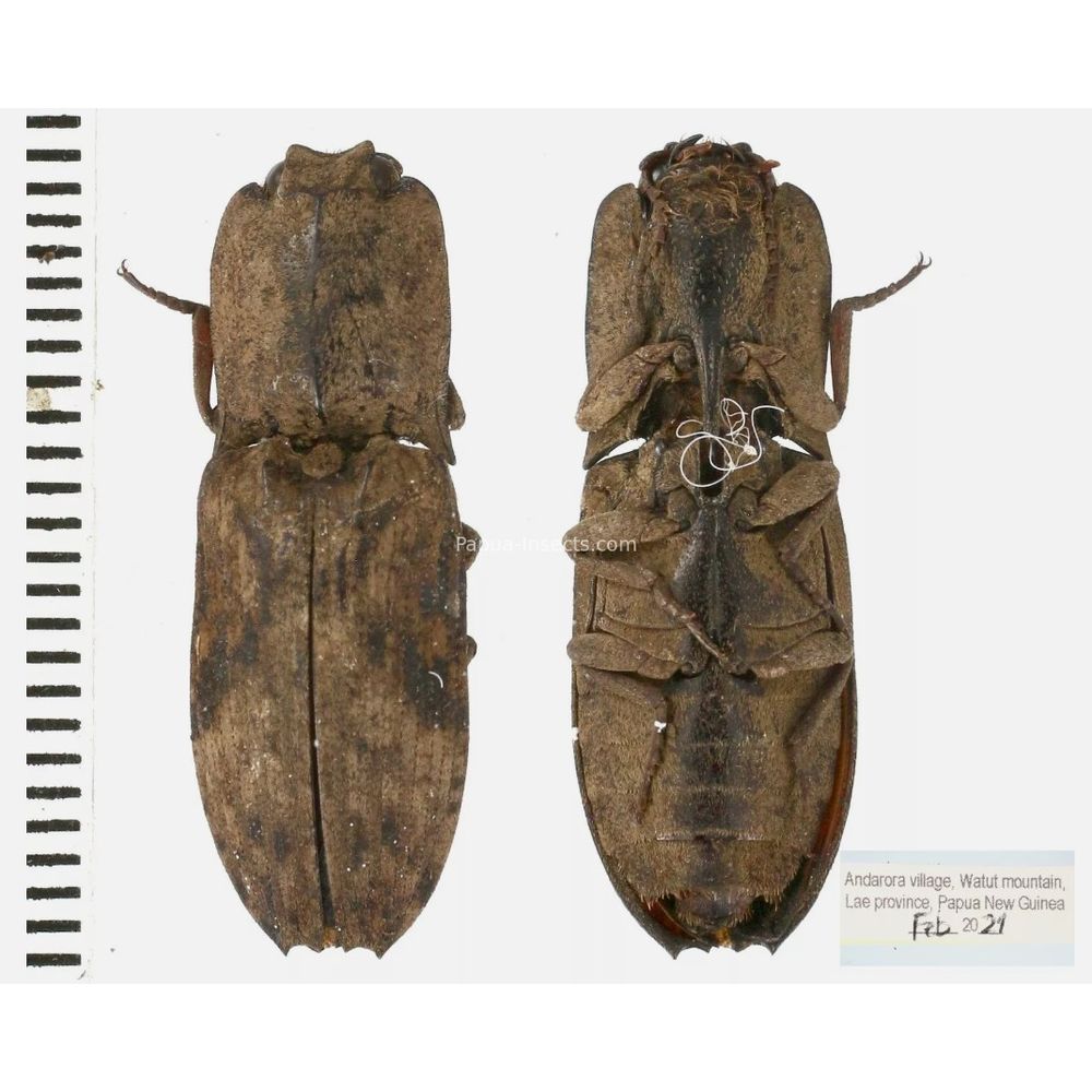 Elateridae different sp. from Papua New Guinea, PNG