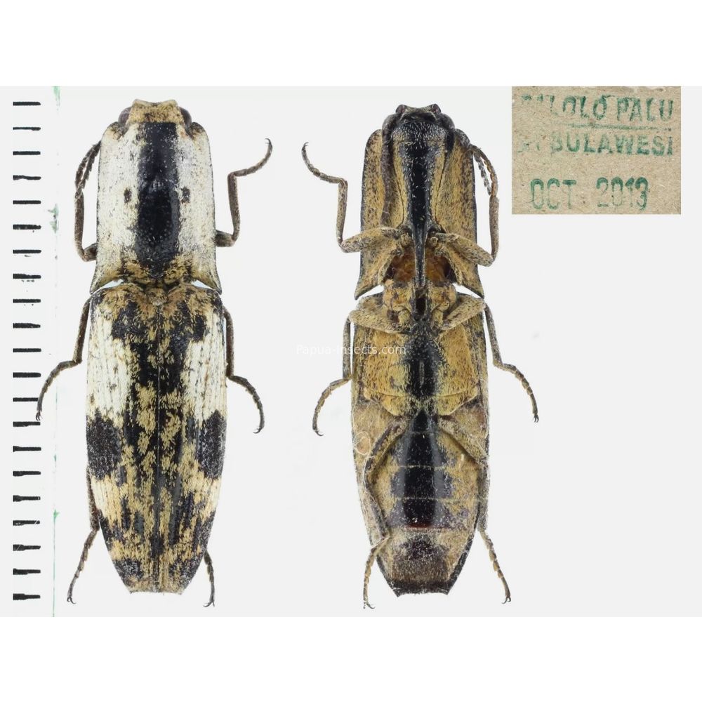 Elateridae different sp. from Sulawesi, Indonesia