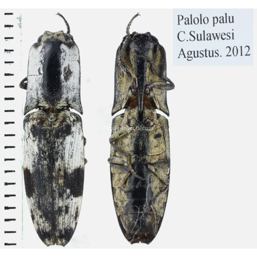 Elateridae different sp. from Sulawesi, Insonesia