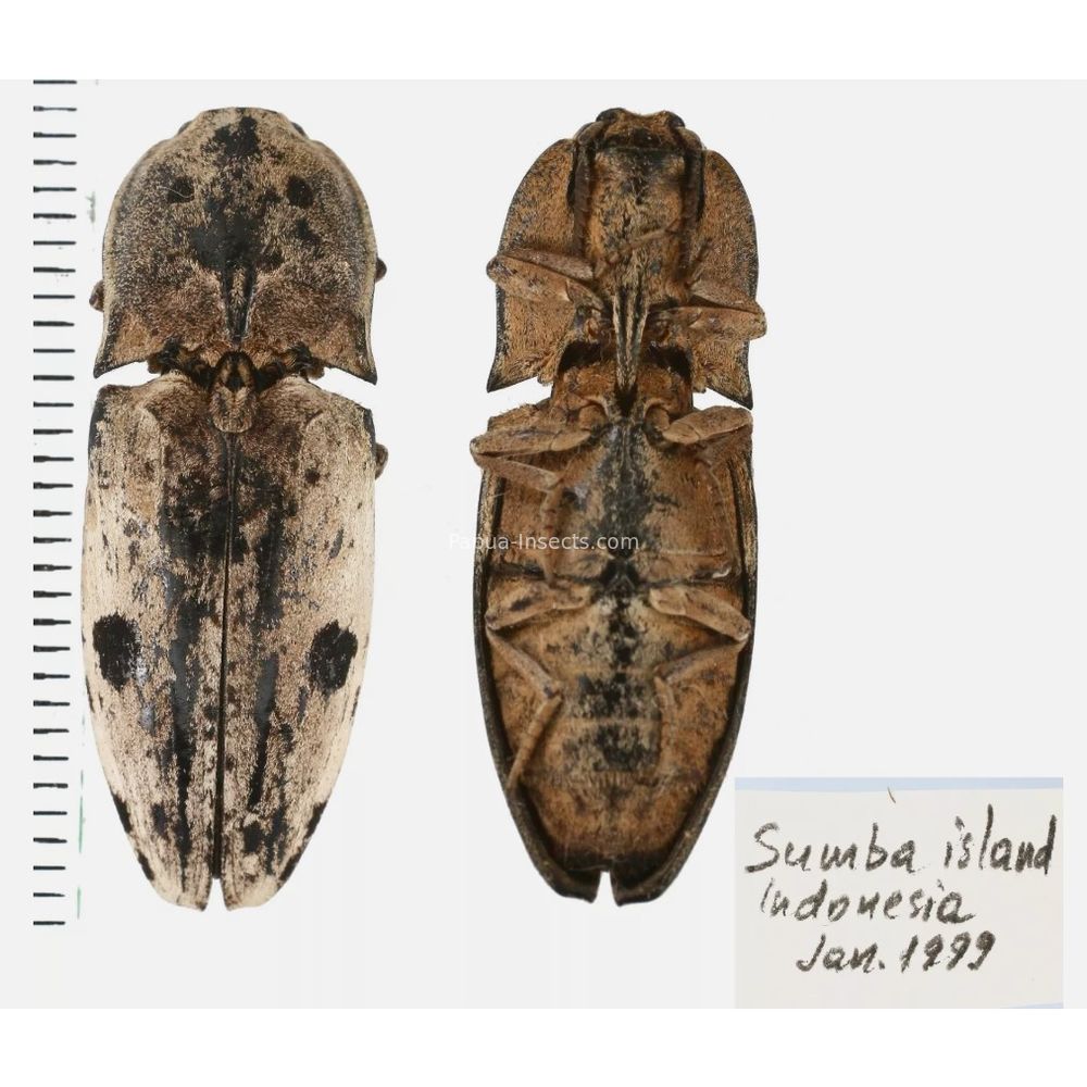 Elateridae different sp. from Sumba island, Insonesia