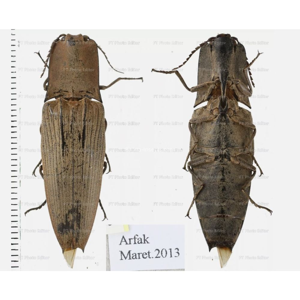 Elateridae different sp. from West Papua, Indonesia