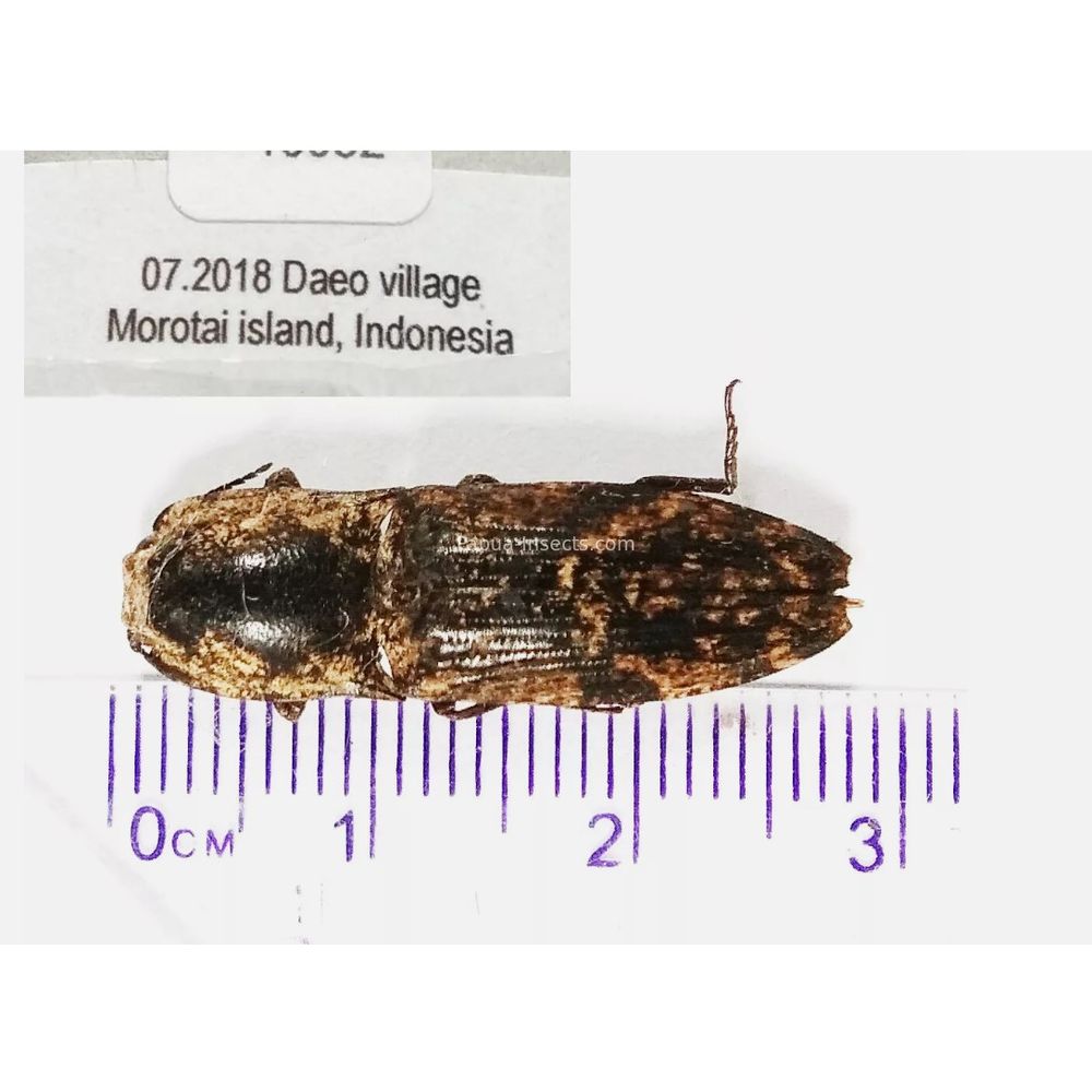 Elateridae different sp. from Morotai Island of Indonesia