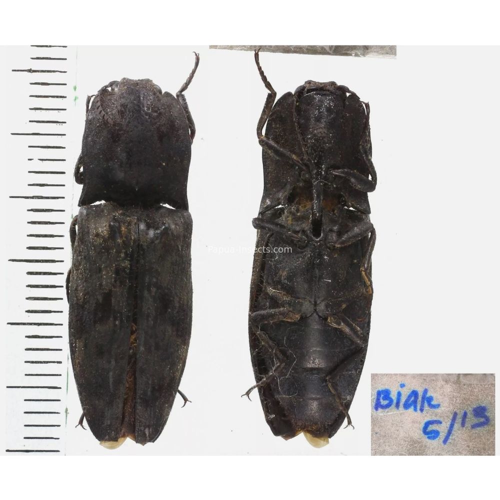 Elateridae different sp. from Biak Island of Indonesia