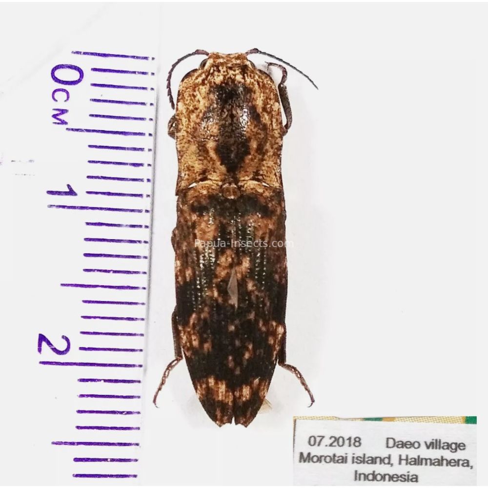 Elateridae different sp. from Morotai Island of Indonesia