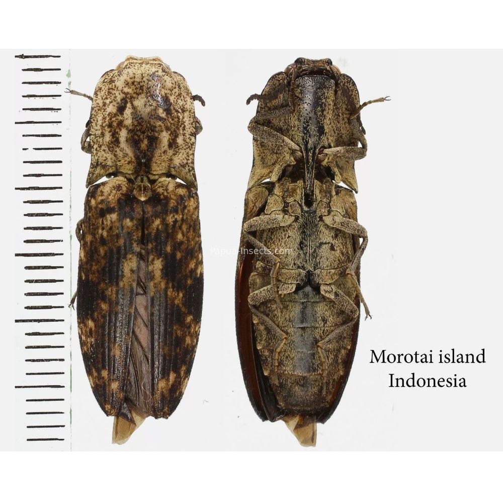 Elateridae different sp. from Morotai Island of Indonesia