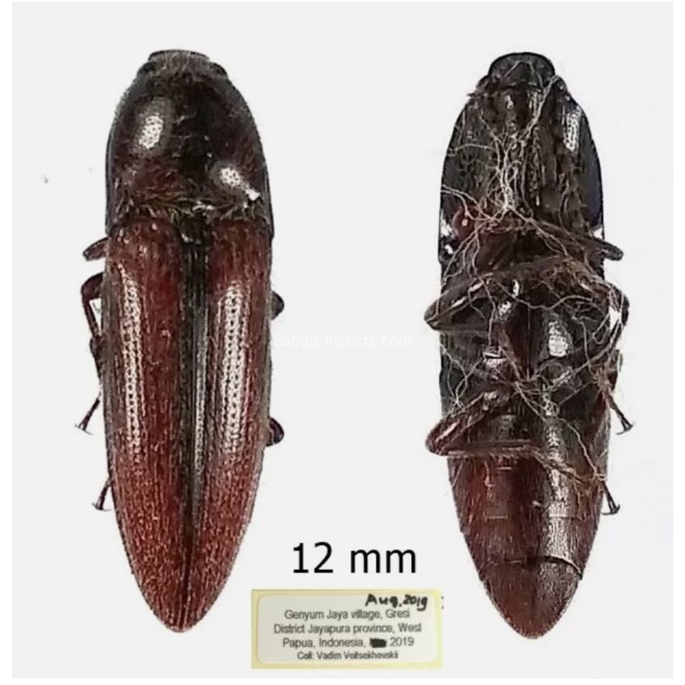 Elateridae different sp. from Jayapura province, West Papua Indonesia