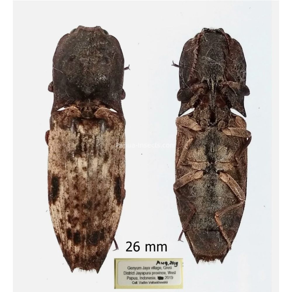 Elateridae different sp. from Jayapura province, West Papua Indonesia