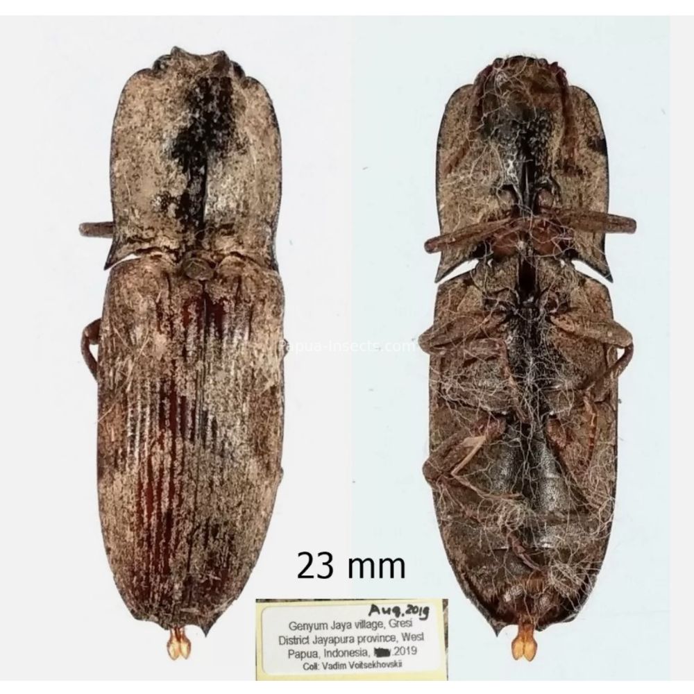 Elateridae different sp. from Jayapura province, West Papua Indonesia