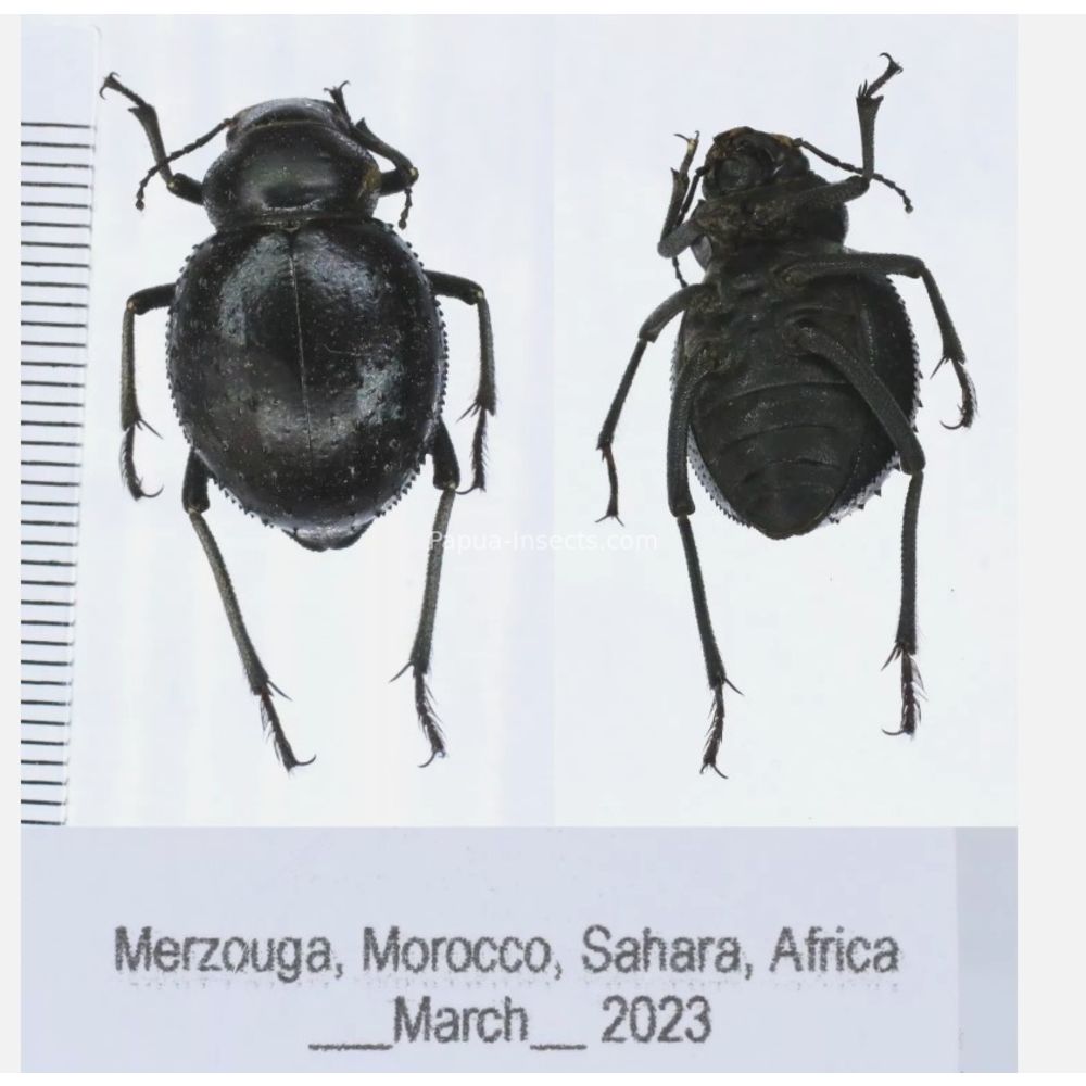 Tenebrionidae from Morocco, Africa