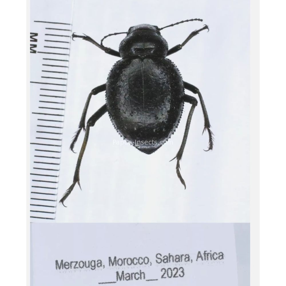 Tenebrionidae from Morocco, Africa