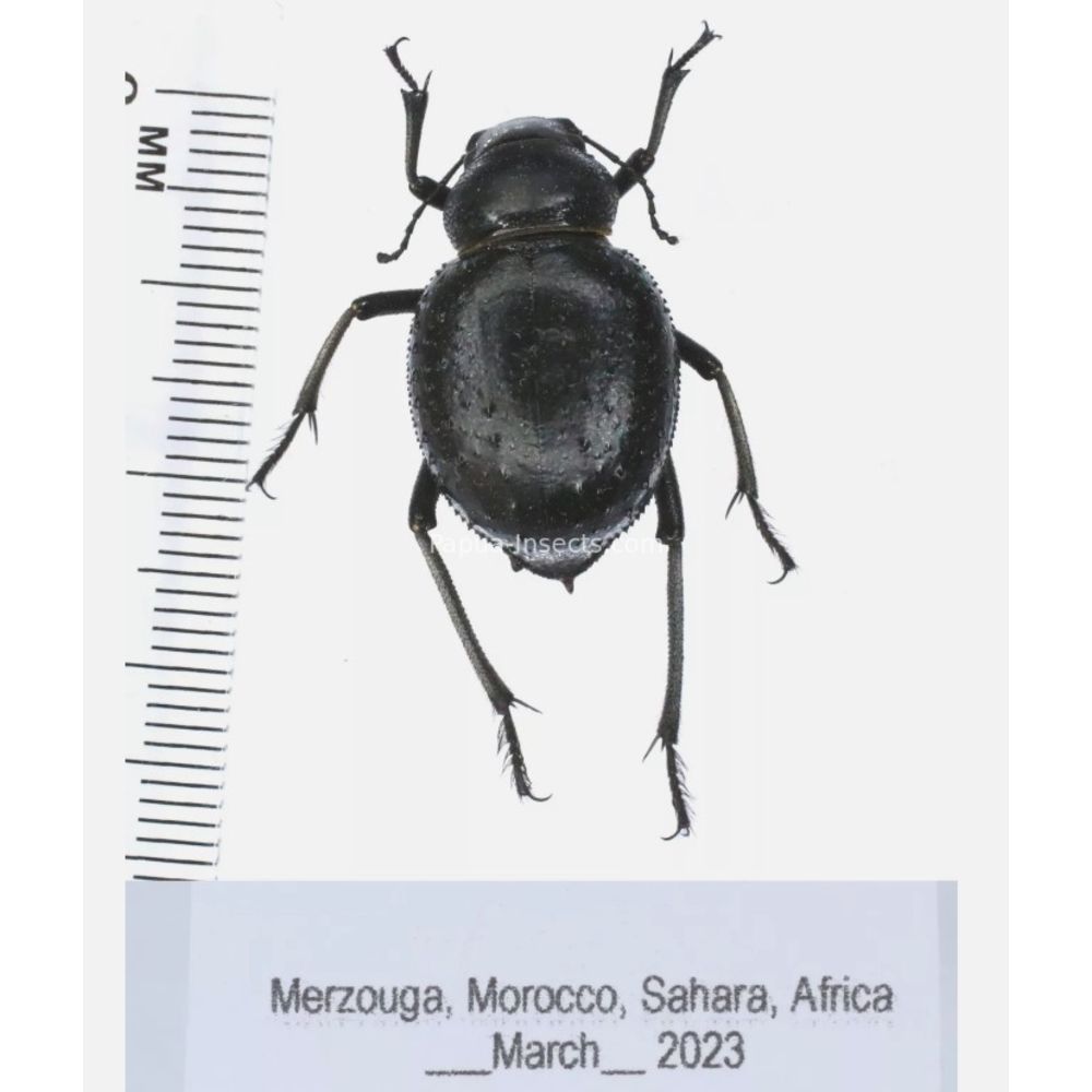 Tenebrionidae from Morocco, Africa