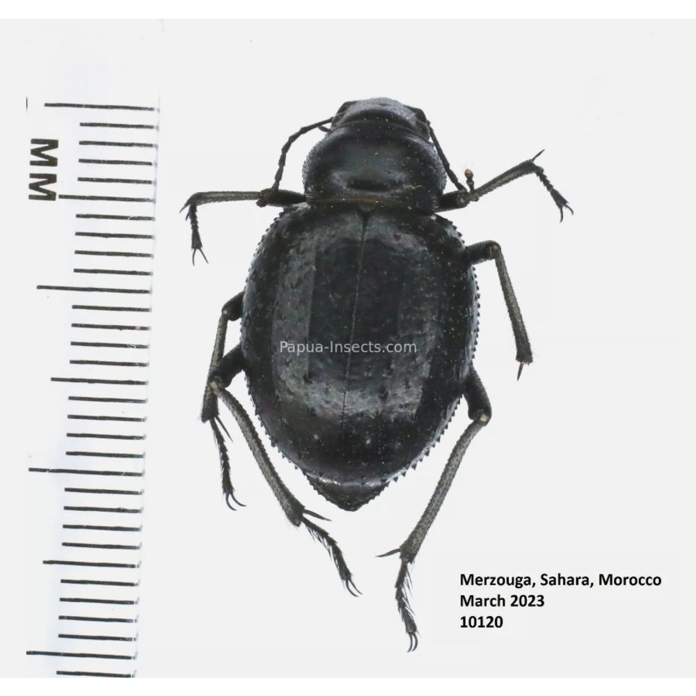 Tenebrionidae from Morocco, Africa