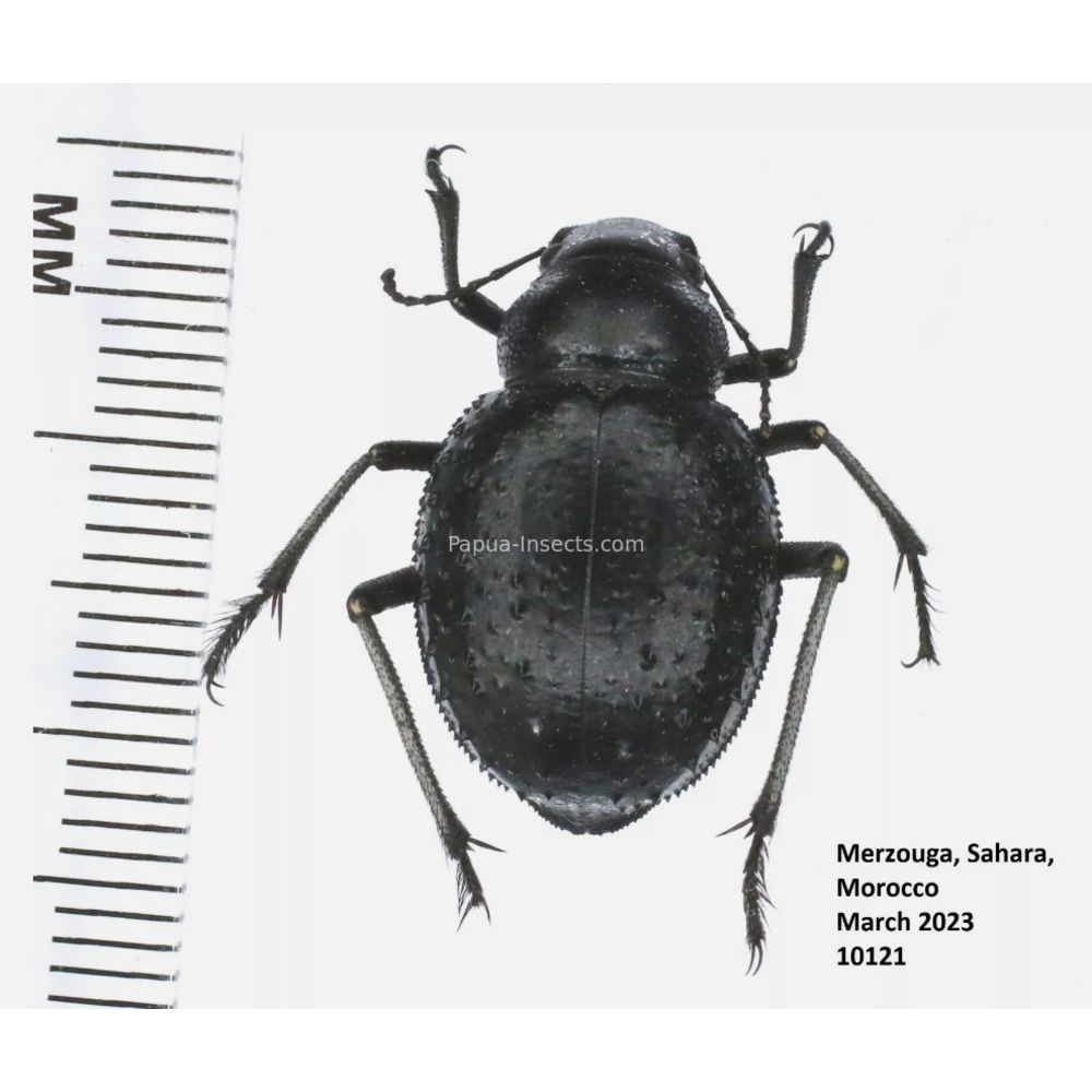 Tenebrionidae from Morocco, Africa