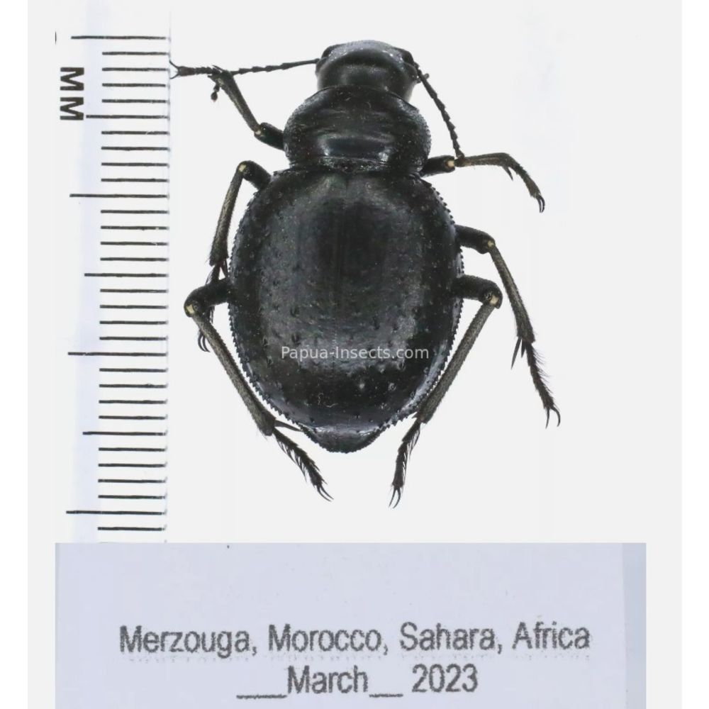 Tenebrionidae from Morocco, Africa