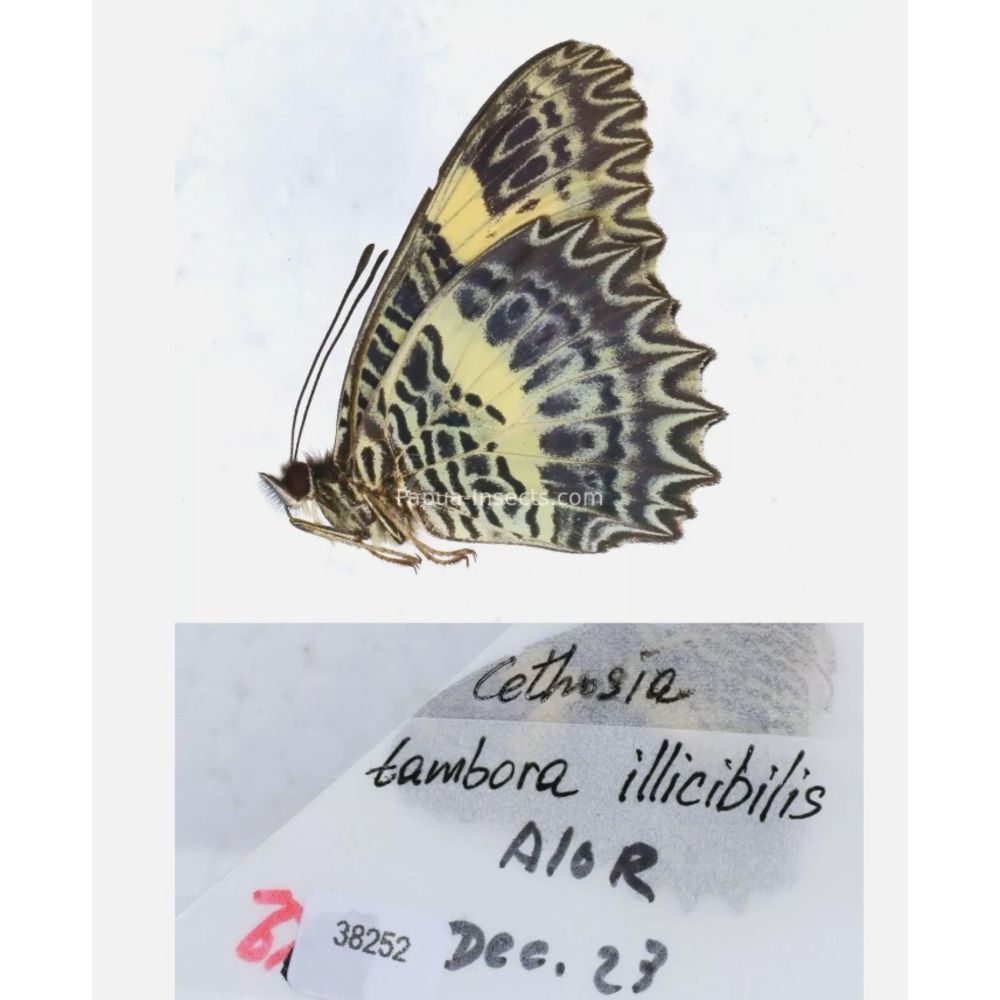 Different sp. of Cethosia - Nymphalidae from different islads of Indonesia