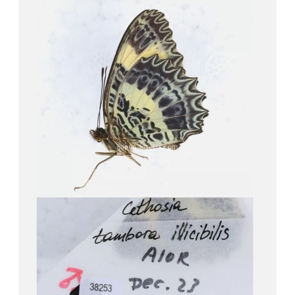 Different sp. of Cethosia - Nymphalidae from different islads of Indonesia