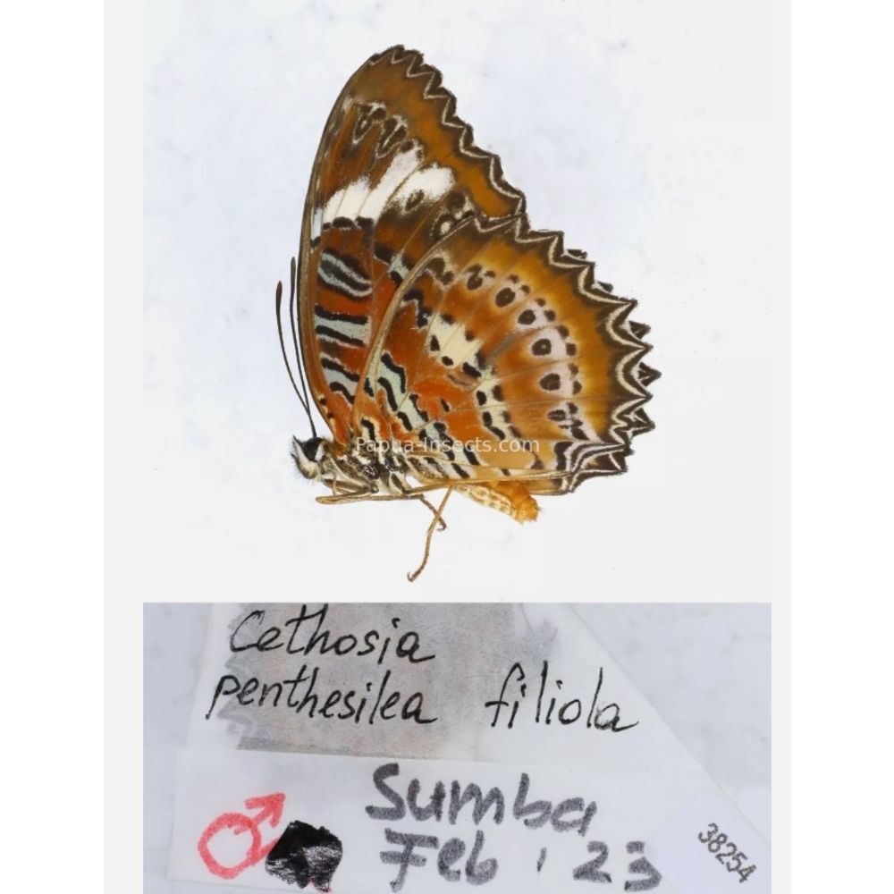 Different sp. of Cethosia - Nymphalidae from different islads of Indonesia