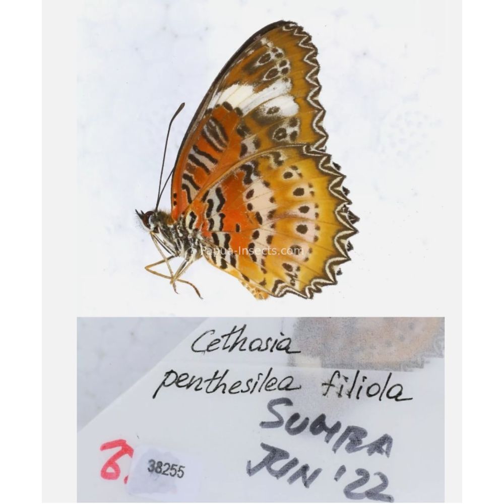 Different sp. of Cethosia - Nymphalidae from different islads of Indonesia