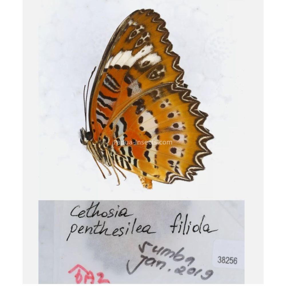 Different sp. of Cethosia - Nymphalidae from different islads of Indonesia