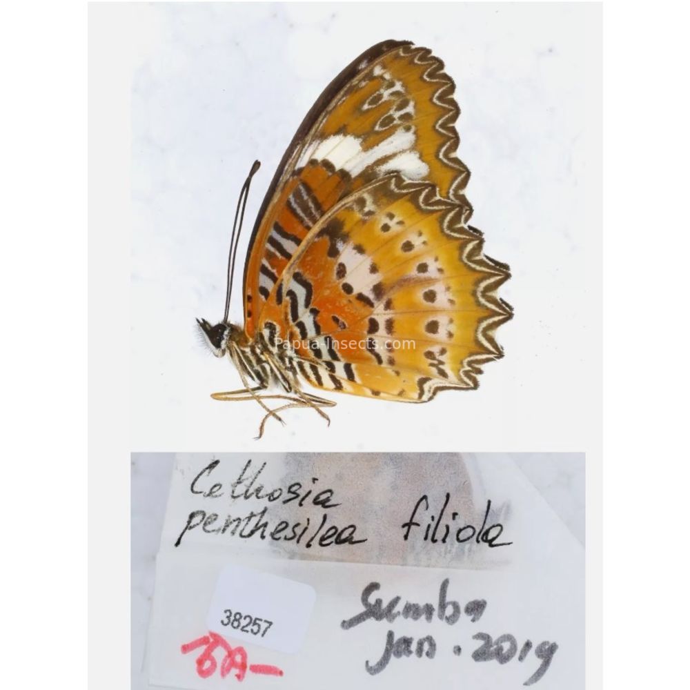 Different sp. of Cethosia - Nymphalidae from different islads of Indonesia