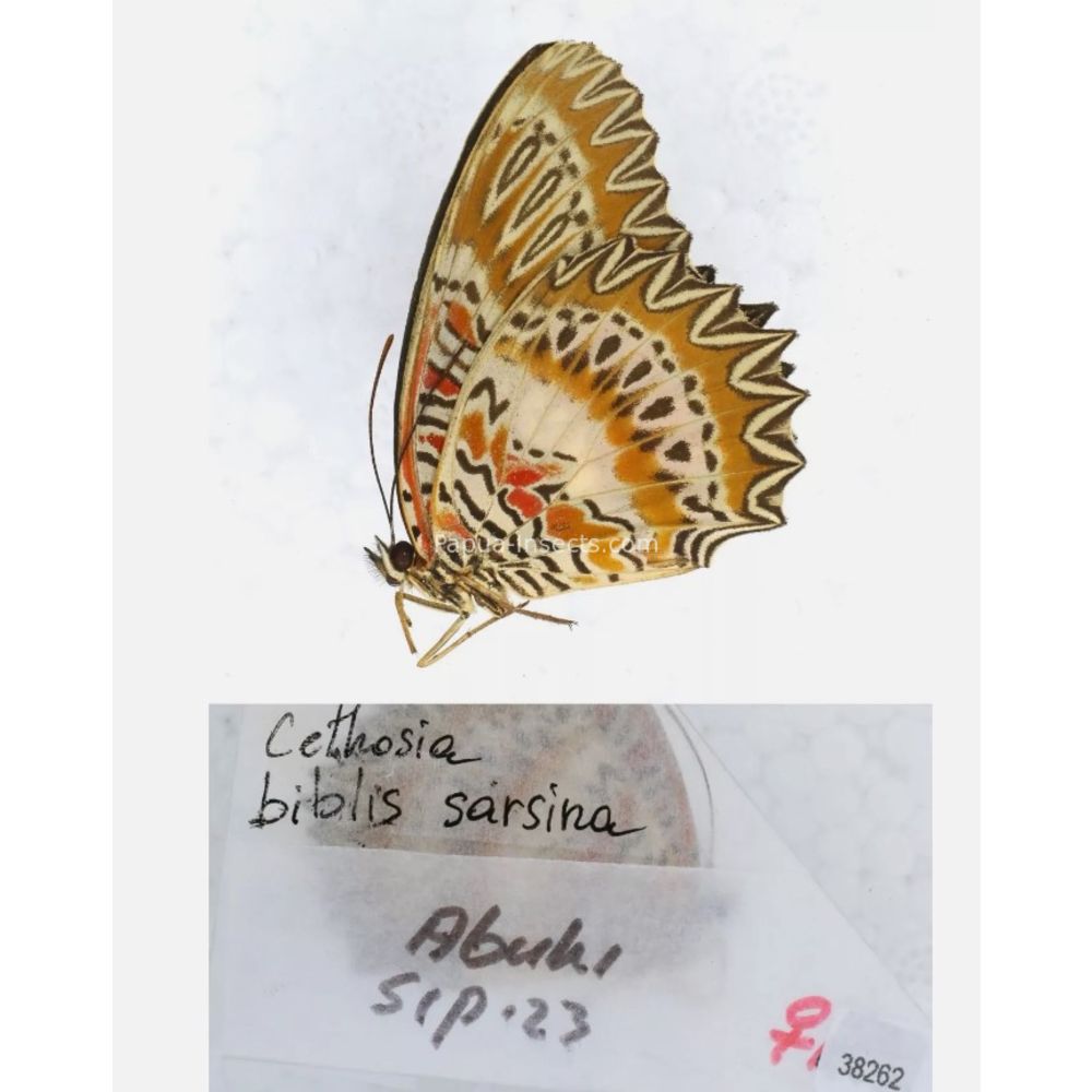 Different sp. of Cethosia - Nymphalidae from different islads of Indonesia