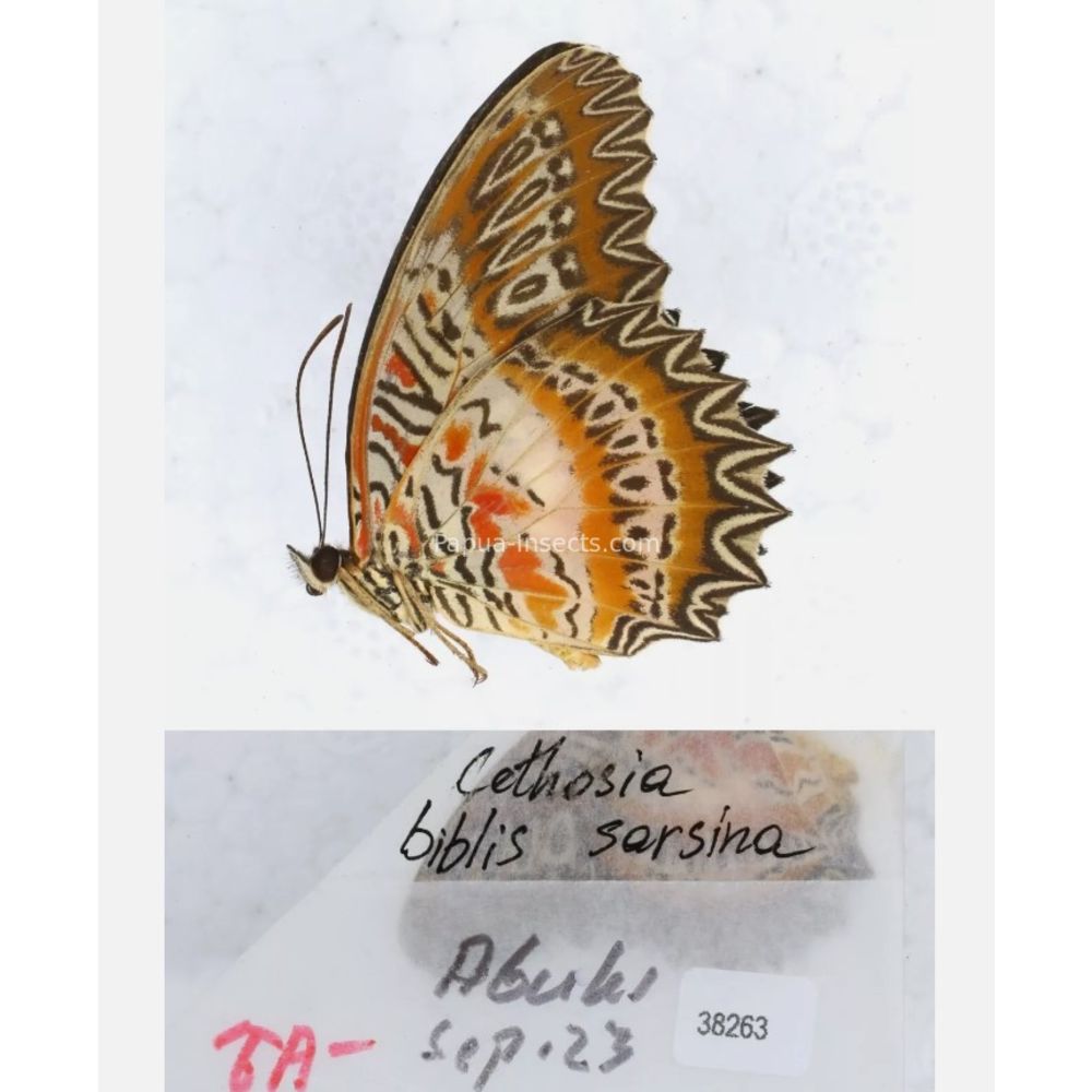 Different sp. of Cethosia - Nymphalidae from different islads of Indonesia