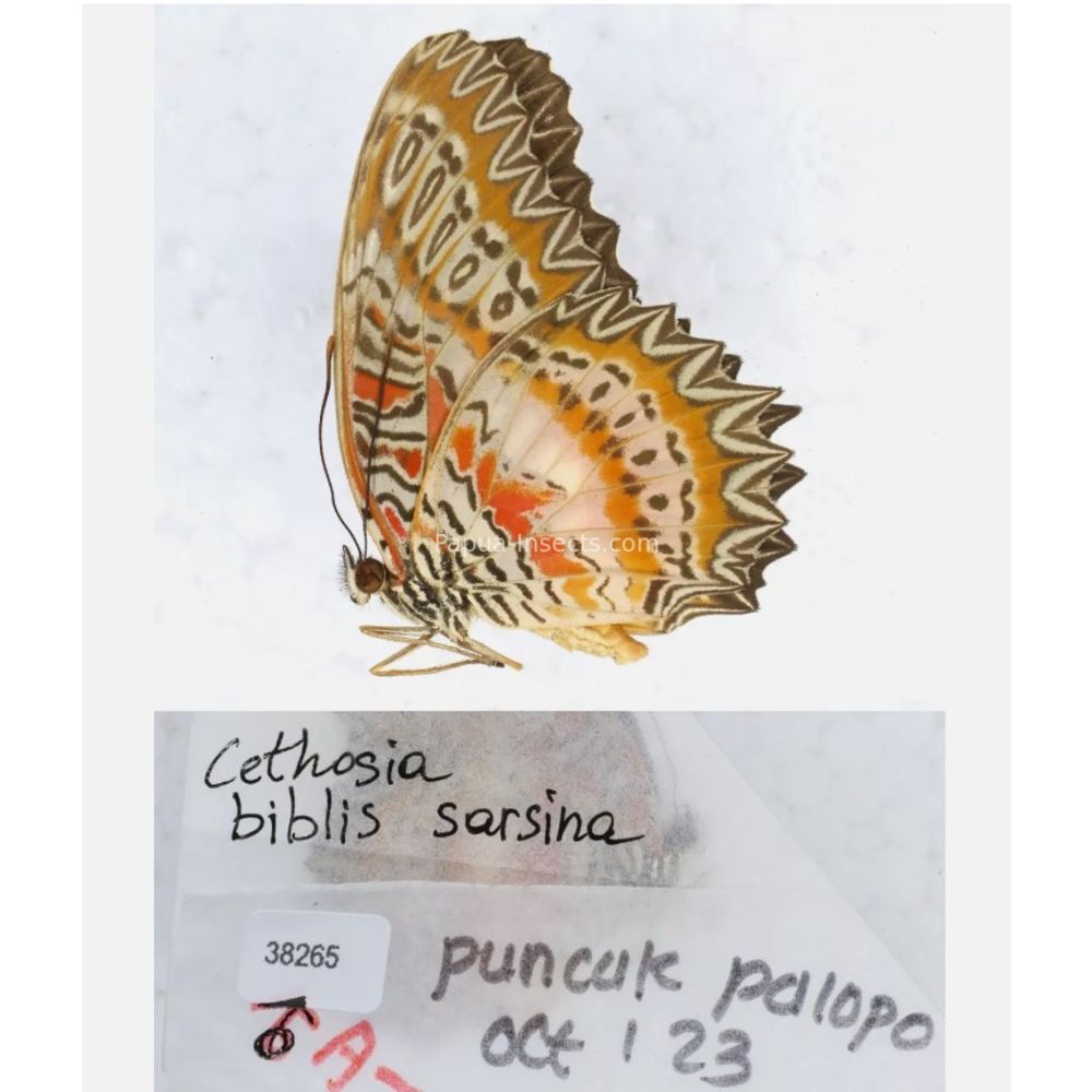 Different sp. of Cethosia - Nymphalidae from different islads of Indonesia