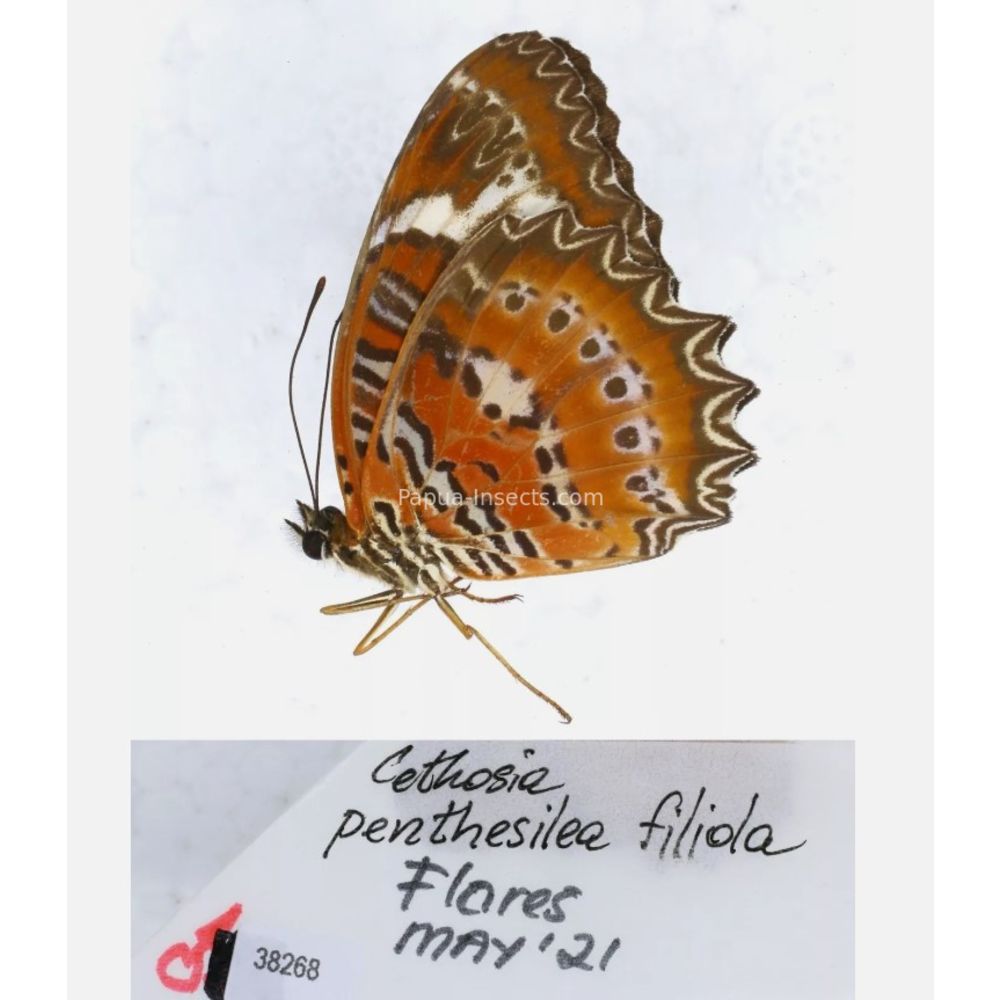 Different sp. of Cethosia - Nymphalidae from different islads of Indonesia