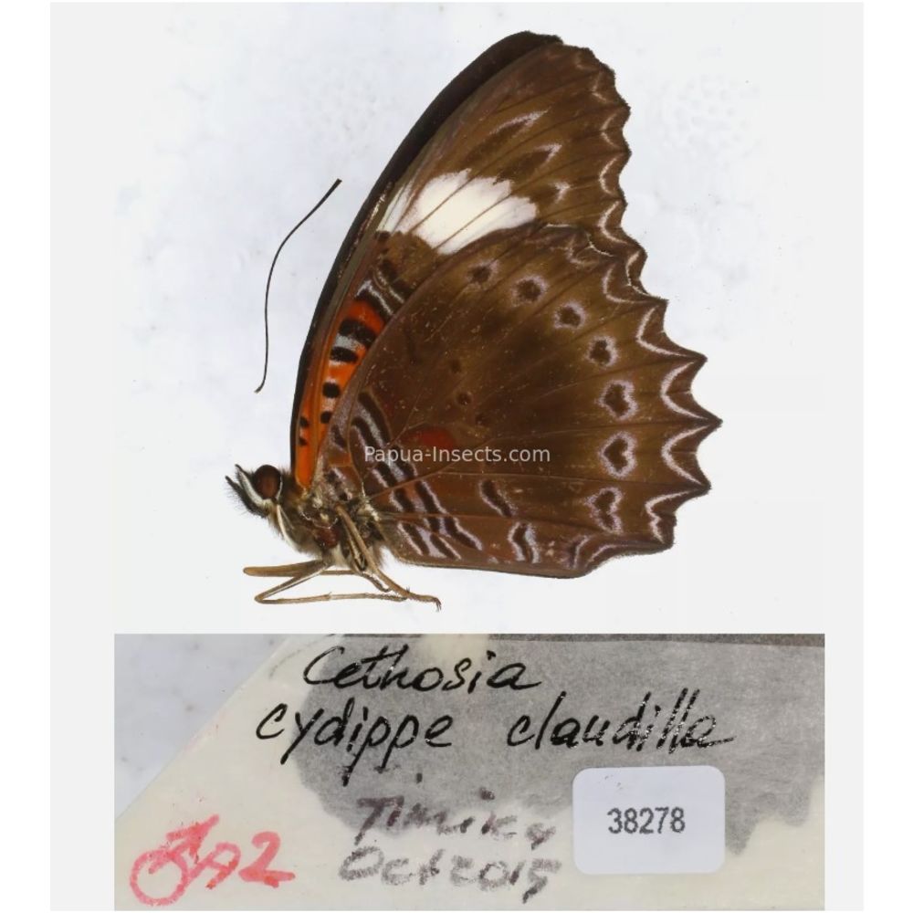 Different sp. of Cethosia - Nymphalidae from different islads of Indonesia