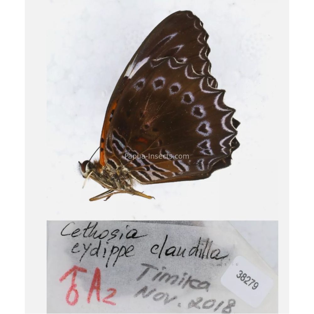 Different sp. of Cethosia - Nymphalidae from different islads of Indonesia