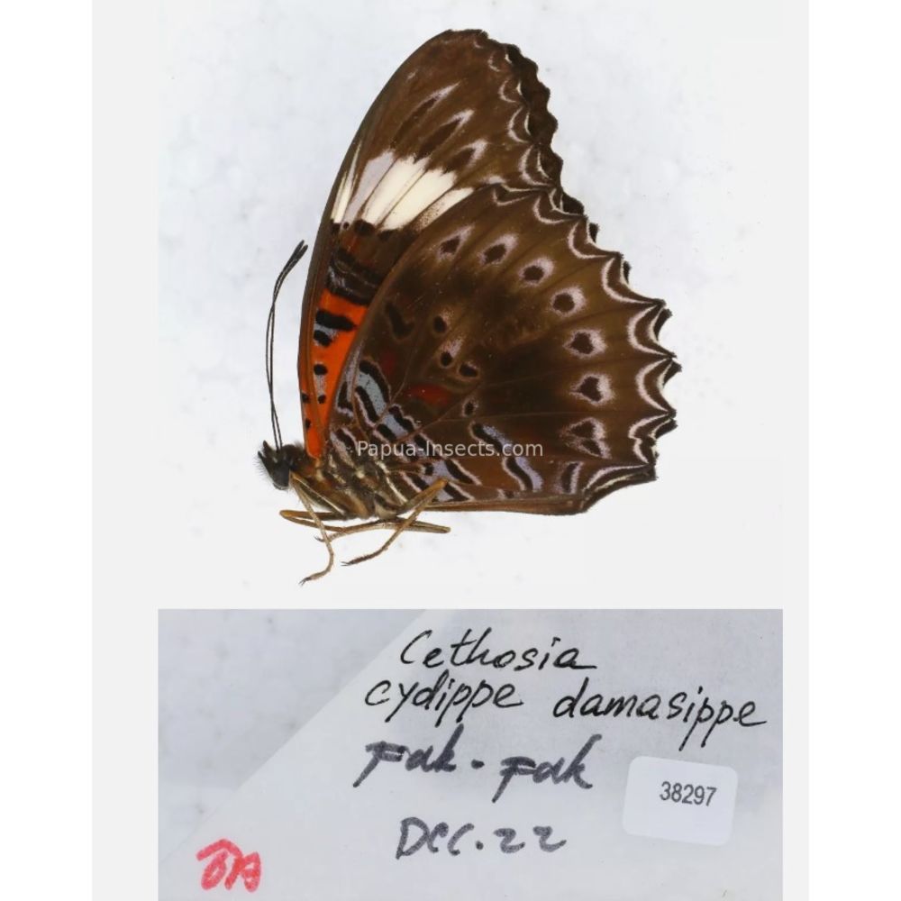 Different sp. of Cethosia - Nymphalidae from different islads of Indonesia