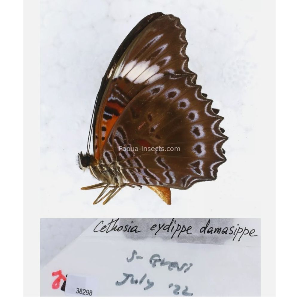 Different sp. of Cethosia - Nymphalidae from different islads of Indonesia