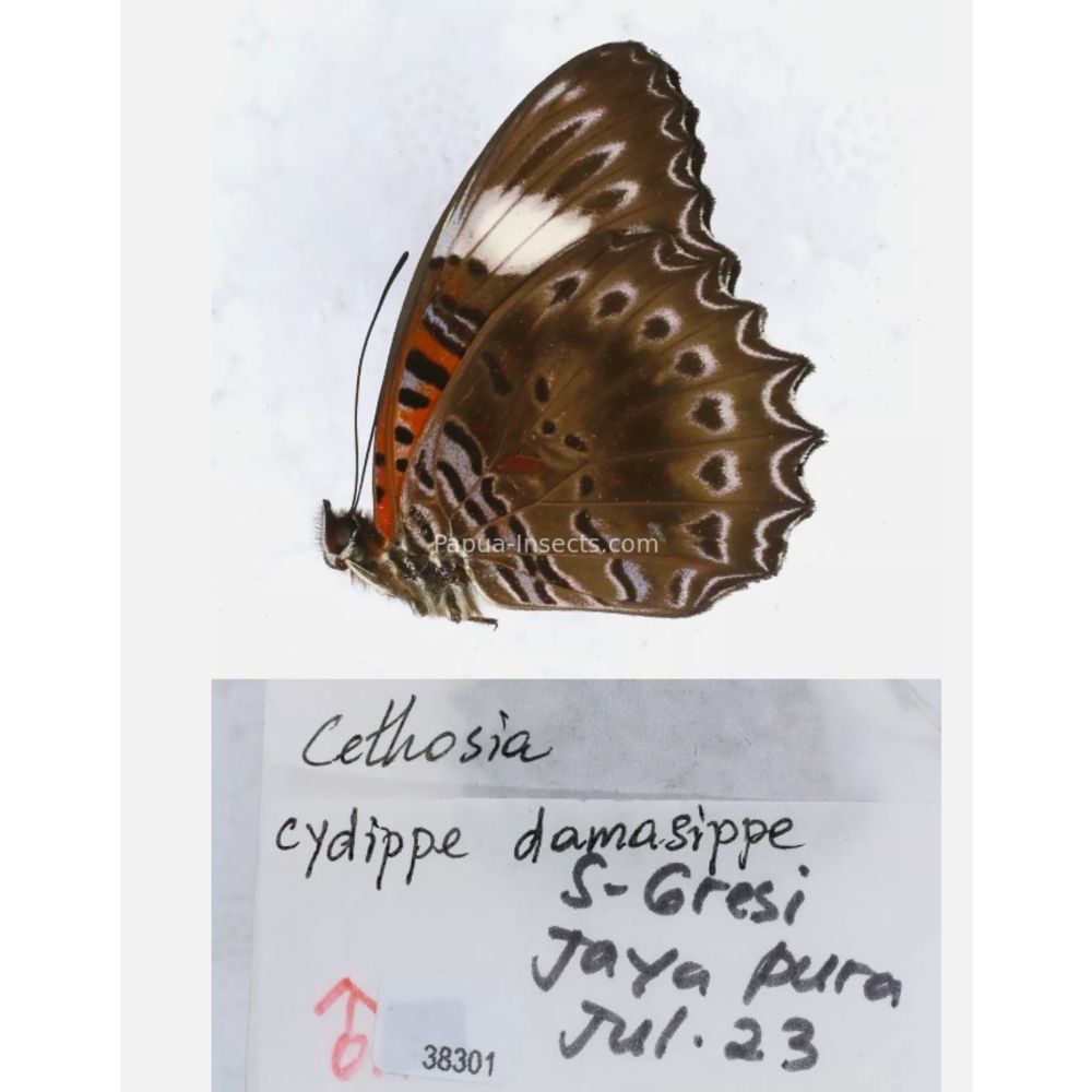 Different sp. of Cethosia - Nymphalidae from different islads of Indonesia