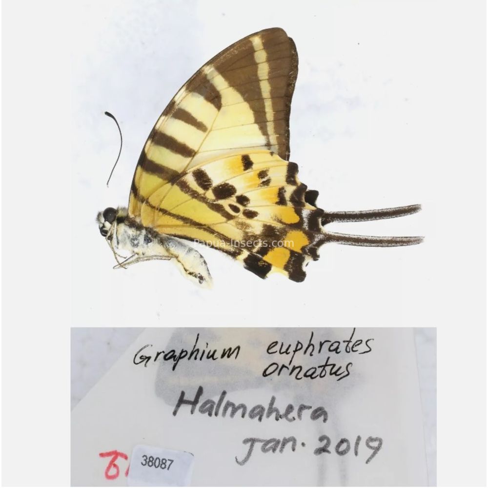 Different sp. of Graphium - Nymphalidae from different islads of Indonesia