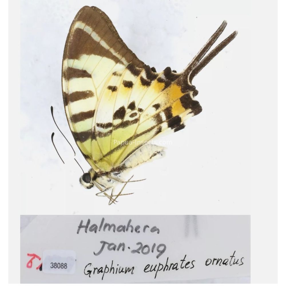 Different sp. of Graphium - Nymphalidae from different islads of Indonesia