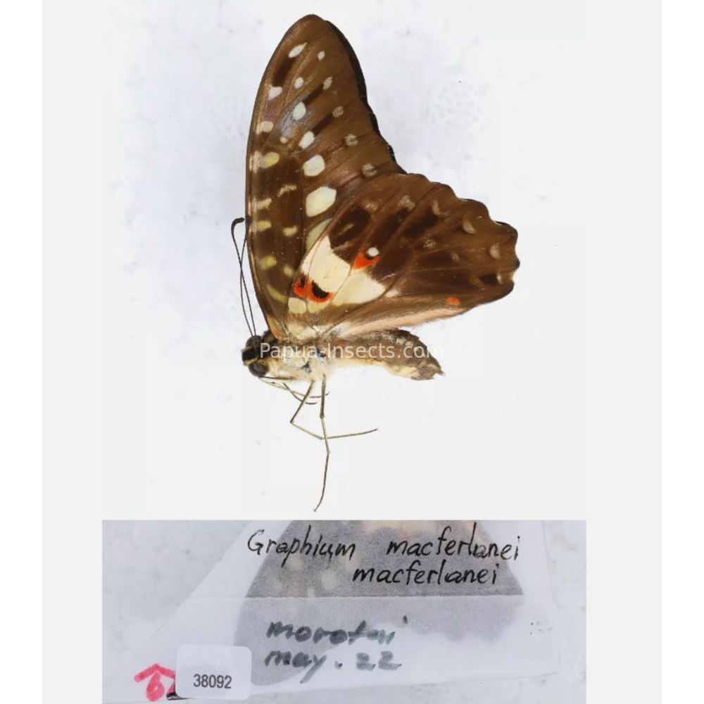 Different sp. of Graphium - Nymphalidae from different islads of Indonesia