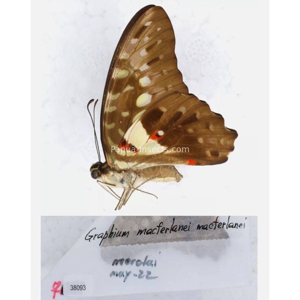 Different sp. of Graphium - Nymphalidae from different islads of Indonesia