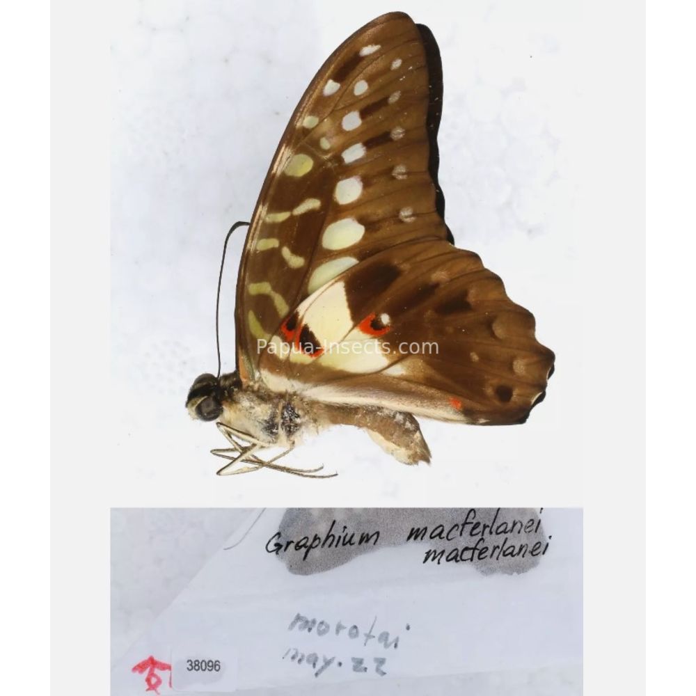 Different sp. of Graphium - Nymphalidae from different islads of Indonesia