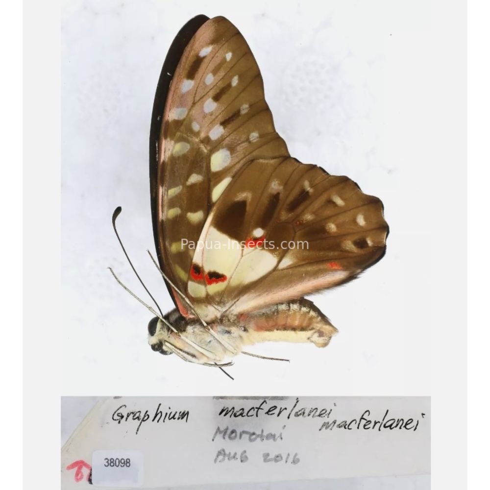 Different sp. of Graphium - Nymphalidae from different islads of Indonesia