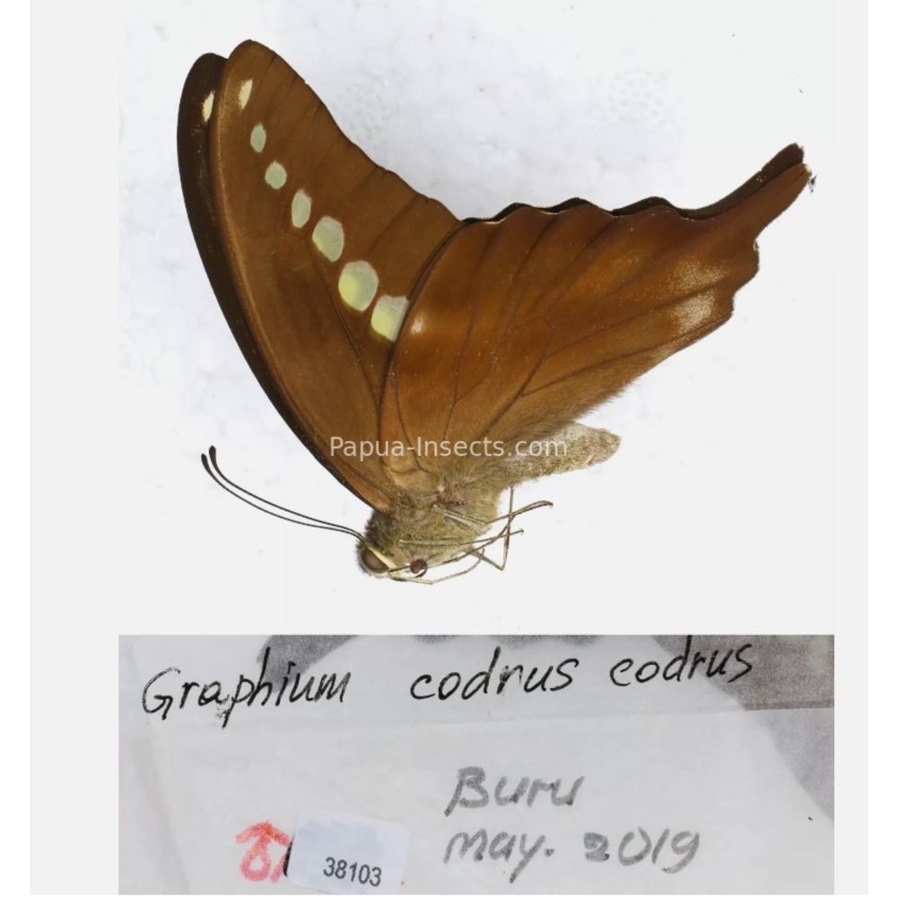 Different sp. of Graphium - Nymphalidae from different islads of Indonesia