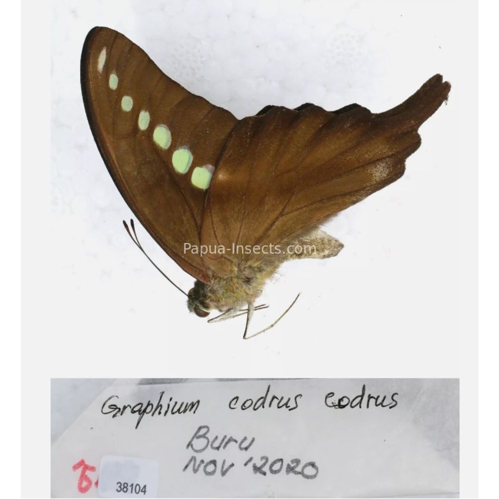 Different sp. of Graphium - Nymphalidae from different islads of Indonesia