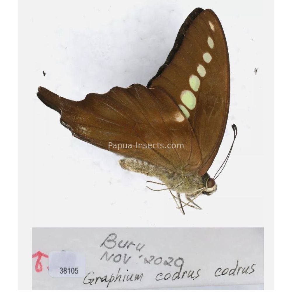 Different sp. of Graphium - Nymphalidae from different islads of Indonesia