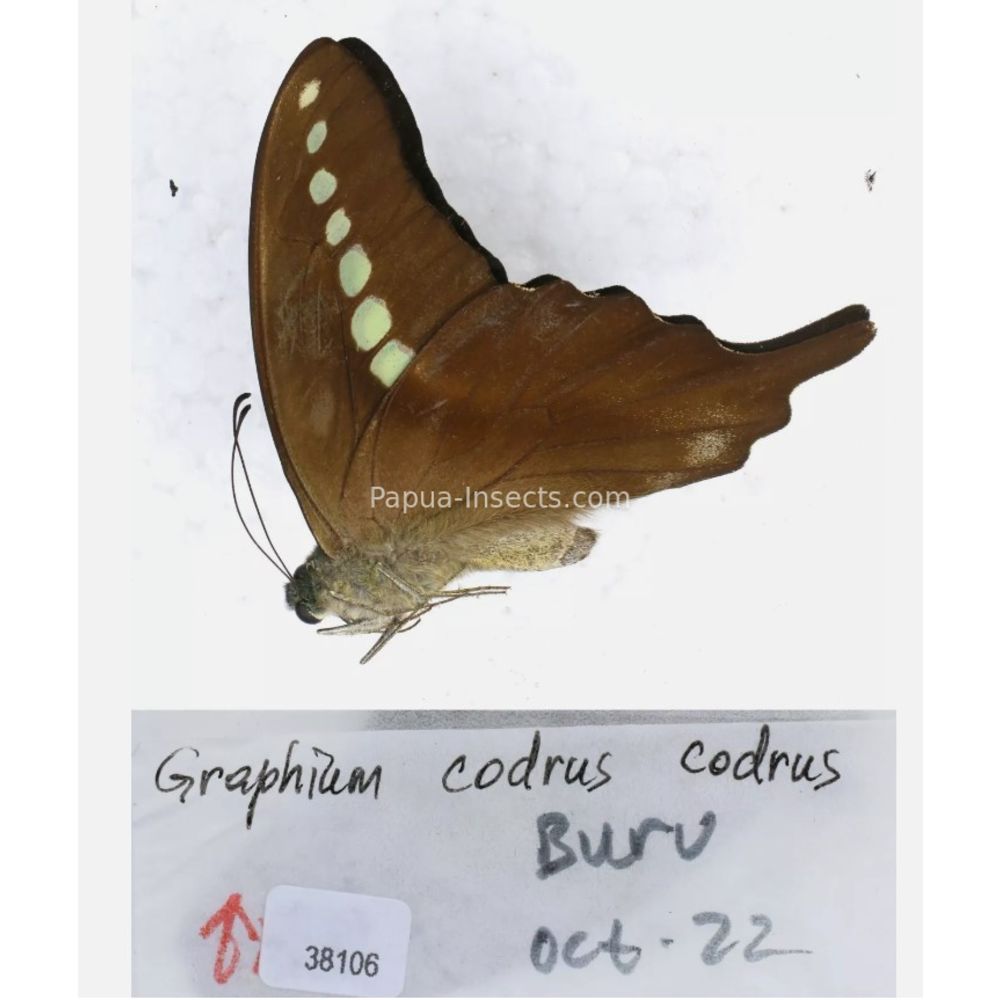 Different sp. of Graphium - Nymphalidae from different islads of Indonesia