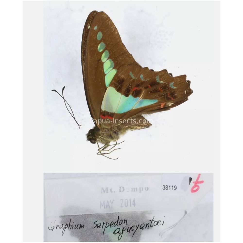 Different sp. of Graphium - Nymphalidae from different islads of Indonesia