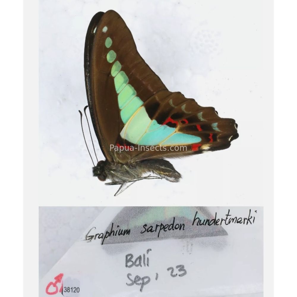 Different sp. of Graphium - Nymphalidae from different islads of Indonesia