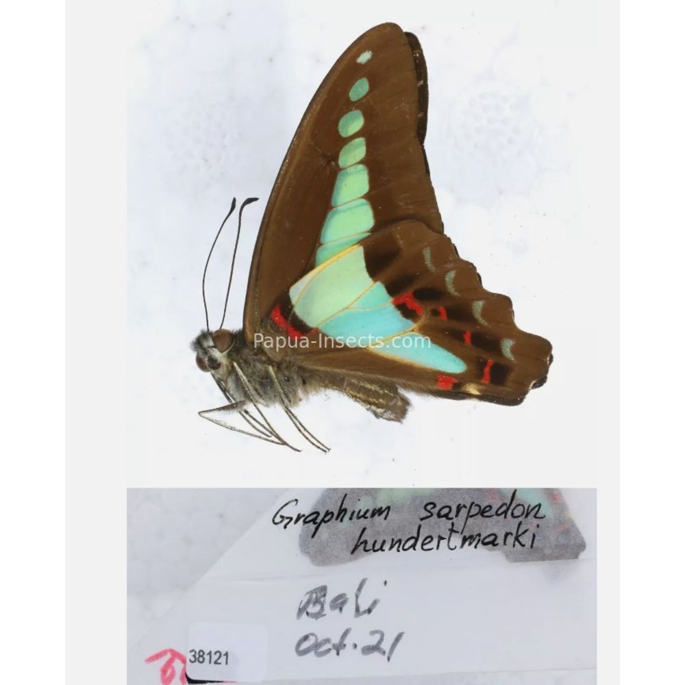 Different sp. of Graphium - Nymphalidae from different islads of Indonesia