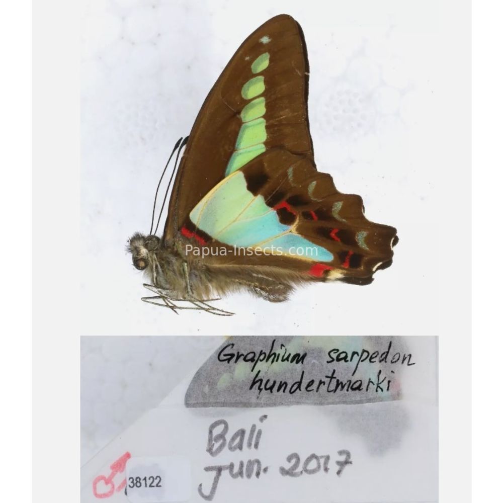 Different sp. of Graphium - Nymphalidae from different islads of Indonesia