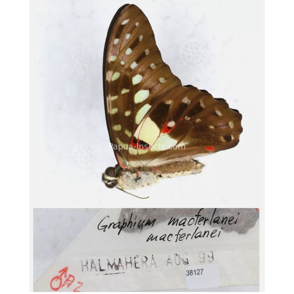 Different sp. of Graphium - Nymphalidae from different islads of Indonesia