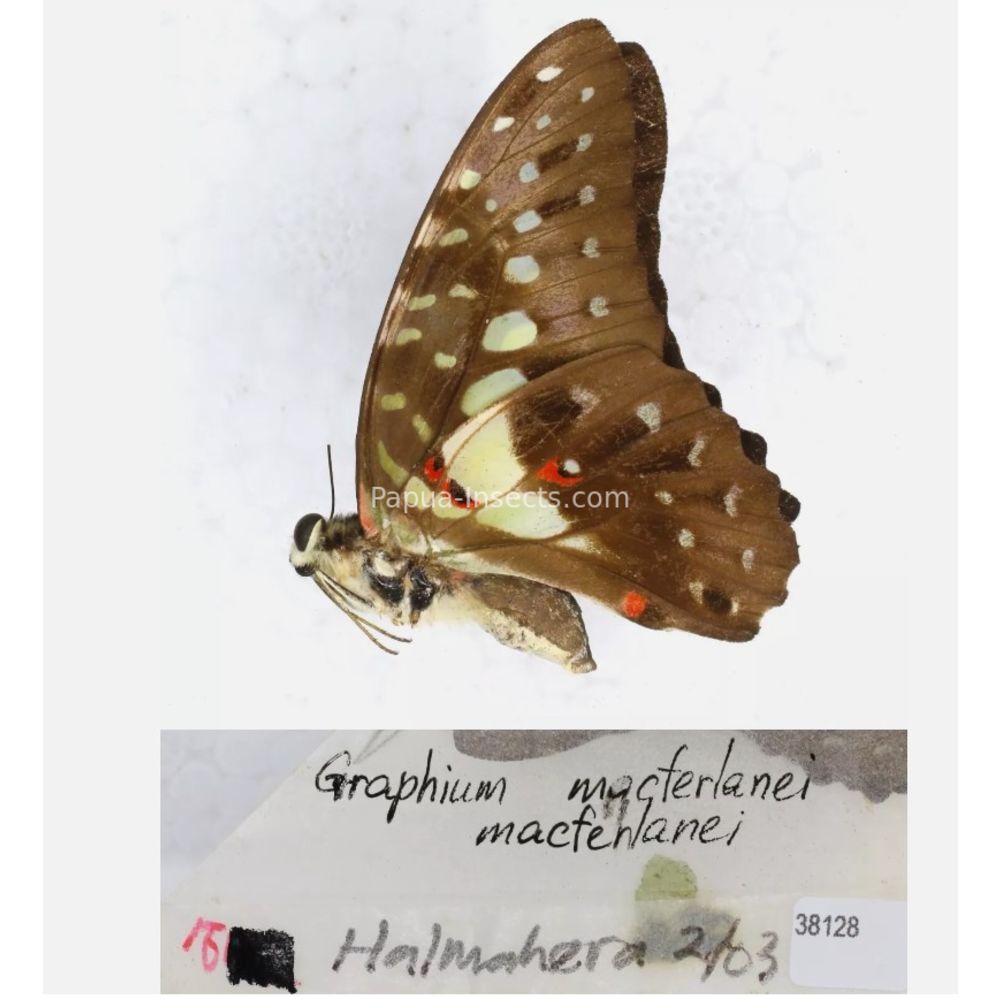 Different sp. of Graphium - Nymphalidae from different islads of Indonesia