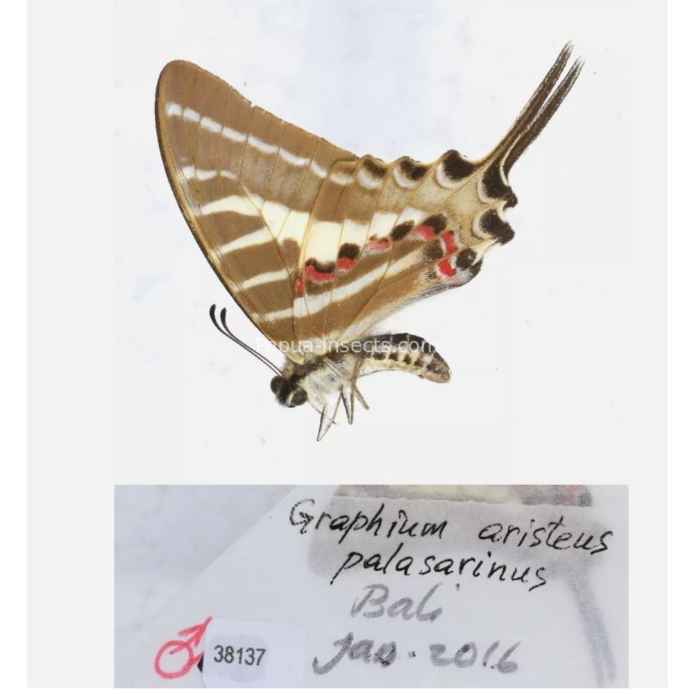 Different sp. of Graphium - Nymphalidae from different islads of Indonesia